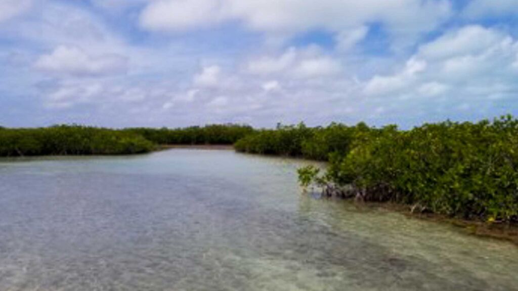 bluemx full bluemx projecthero cozumel caribbean full 2