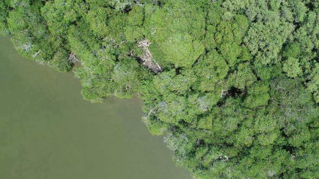 bluemx project veracruz hero